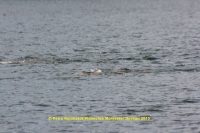 k-134_12ter Triathlon 2013.JPG